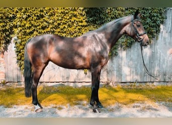 Caballo de deporte alemán, Yegua, 4 años, 167 cm, Castaño oscuro