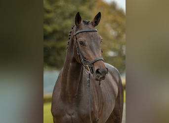 Caballo de deporte alemán, Yegua, 4 años, 167 cm, Castaño oscuro