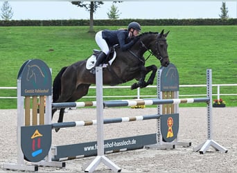 Caballo de deporte alemán, Yegua, 4 años, 167 cm, Castaño oscuro