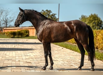 Caballo de deporte alemán, Yegua, 4 años, 167 cm, Negro