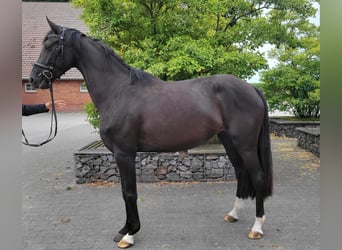 Caballo de deporte alemán, Yegua, 4 años, 167 cm, Negro