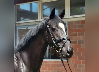 Caballo de deporte alemán, Yegua, 4 años, 167 cm, Negro