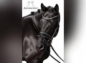 Caballo de deporte alemán, Yegua, 4 años, 167 cm, Negro
