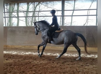 Caballo de deporte alemán, Yegua, 4 años, 167 cm, Tordo