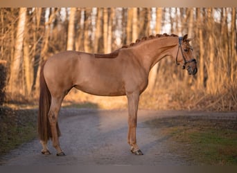 Caballo de deporte alemán, Yegua, 4 años, 168 cm, Alazán