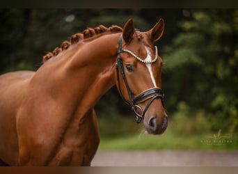 Caballo de deporte alemán, Yegua, 4 años, 168 cm, Alazán