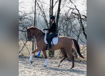 Caballo de deporte alemán, Yegua, 4 años, 168 cm, Alazán