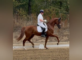 Caballo de deporte alemán, Yegua, 4 años, 168 cm, Alazán