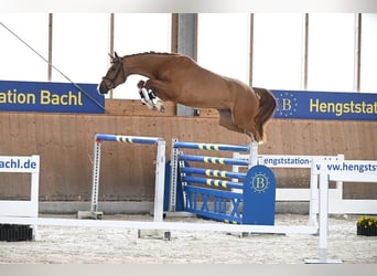 Caballo de deporte alemán, Yegua, 4 años, 168 cm, Alazán
