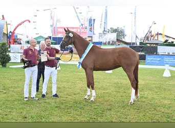 Caballo de deporte alemán, Yegua, 4 años, 168 cm, Alazán