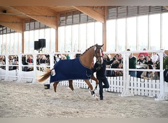 Caballo de deporte alemán, Yegua, 4 años, 168 cm, Alazán