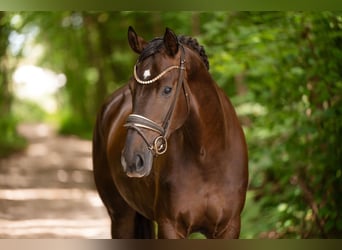Caballo de deporte alemán, Yegua, 4 años, 168 cm, Alazán-tostado