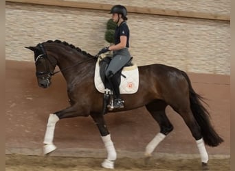 Caballo de deporte alemán, Yegua, 4 años, 168 cm, Alazán-tostado