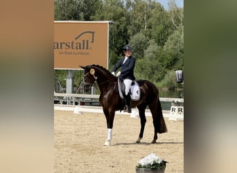 Caballo de deporte alemán, Yegua, 4 años, 168 cm, Alazán-tostado