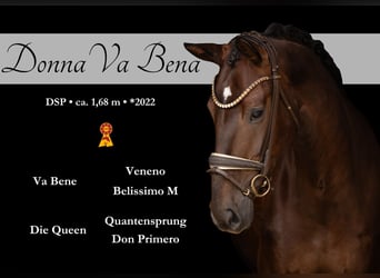 Caballo de deporte alemán, Yegua, 4 años, 168 cm, Alazán-tostado