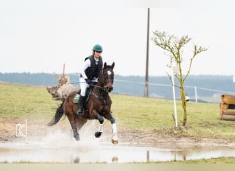 Caballo de deporte alemán, Yegua, 4 años, 168 cm, Castaño