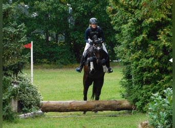 Caballo de deporte alemán, Yegua, 4 años, 168 cm, Castaño