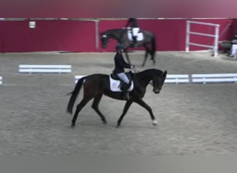 Caballo de deporte alemán, Yegua, 4 años, 168 cm, Castaño