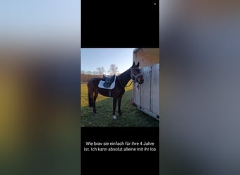 Caballo de deporte alemán, Yegua, 4 años, 168 cm, Castaño