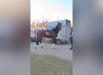 Caballo de deporte alemán, Yegua, 4 años, 168 cm, Castaño