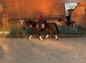 Caballo de deporte alemán, Yegua, 4 años, 168 cm, Castaño