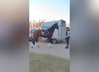 Caballo de deporte alemán, Yegua, 4 años, 168 cm, Castaño