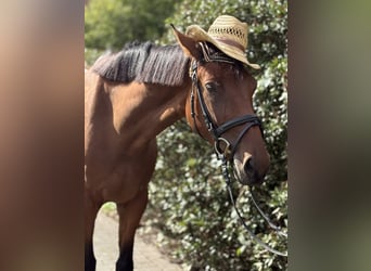 Caballo de deporte alemán, Yegua, 4 años, 168 cm, Castaño