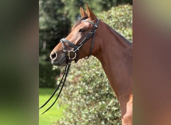 Caballo de deporte alemán, Yegua, 4 años, 168 cm, Castaño