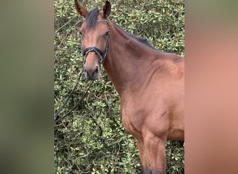 Caballo de deporte alemán, Yegua, 4 años, 168 cm, Castaño