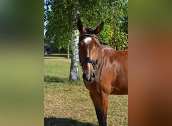 Caballo de deporte alemán, Yegua, 4 años, 168 cm, Castaño