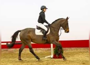 Caballo de deporte alemán, Yegua, 4 años, 168 cm, Castaño