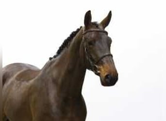 Caballo de deporte alemán, Yegua, 4 años, 168 cm, Castaño