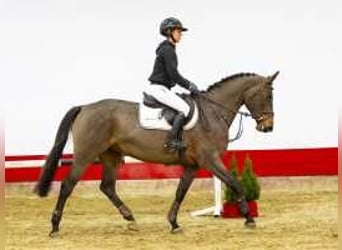 Caballo de deporte alemán, Yegua, 4 años, 168 cm, Castaño