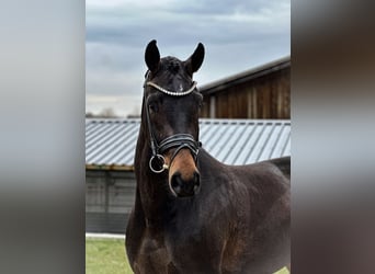 Caballo de deporte alemán, Yegua, 4 años, 168 cm, Castaño oscuro