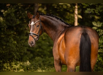Caballo de deporte alemán, Yegua, 4 años, 168 cm, Castaño oscuro