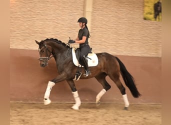 Caballo de deporte alemán, Yegua, 4 años, 168 cm, Castaño oscuro