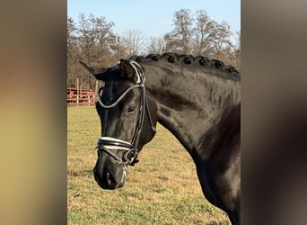 Caballo de deporte alemán, Yegua, 4 años, 168 cm, Negro