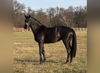 Caballo de deporte alemán, Yegua, 4 años, 168 cm, Negro