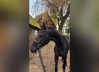 Caballo de deporte alemán, Yegua, 4 años, 168 cm, Negro