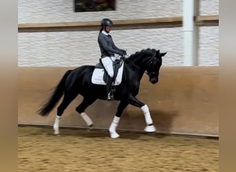 Caballo de deporte alemán, Yegua, 4 años, 168 cm, Negro