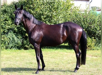 Caballo de deporte alemán, Yegua, 4 años, 168 cm, Negro