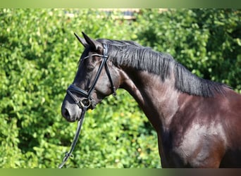 Caballo de deporte alemán, Yegua, 4 años, 168 cm, Negro