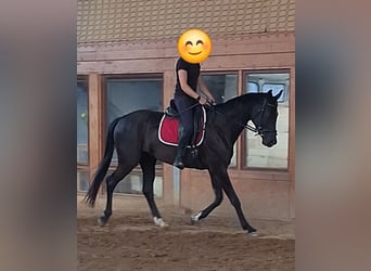 Caballo de deporte alemán, Yegua, 4 años, 168 cm, Negro