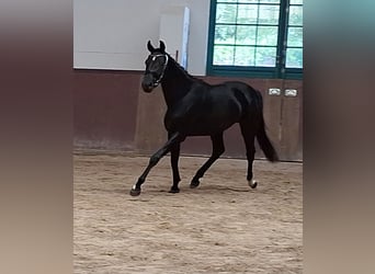 Caballo de deporte alemán, Yegua, 4 años, 168 cm, Negro