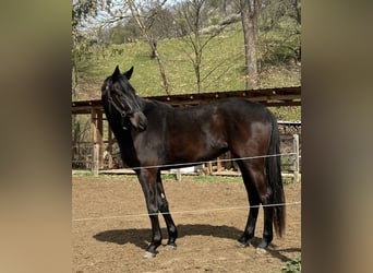 Caballo de deporte alemán, Yegua, 4 años, 168 cm, Negro