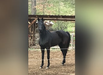 Caballo de deporte alemán, Yegua, 4 años, 168 cm, Negro