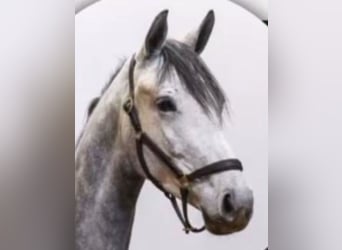 Caballo de deporte alemán, Yegua, 4 años, 168 cm, Tordo