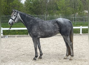 Caballo de deporte alemán, Yegua, 4 años, 168 cm, Tordo