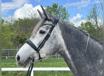 Caballo de deporte alemán, Yegua, 4 años, 168 cm, Tordo