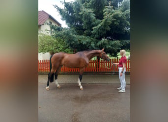 Caballo de deporte alemán, Yegua, 4 años, 169 cm, Castaño
